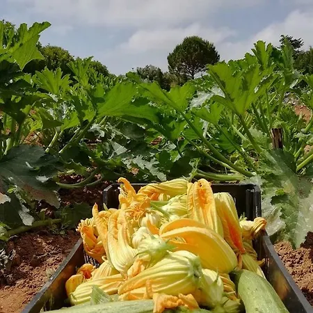Vacanza In Vakantiehuis Otranto
